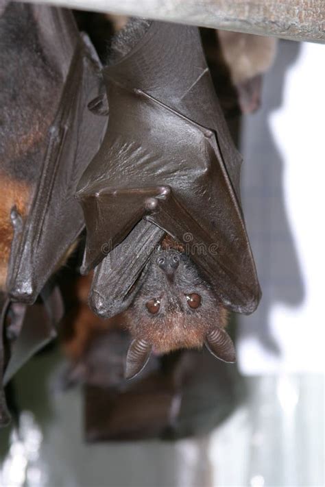 Malayan flying fox bat stock image. Image of sleeping - 9480383