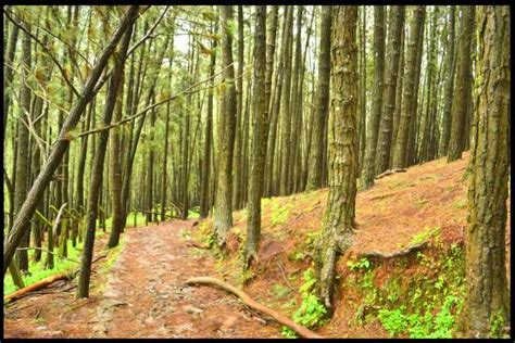 Vagamon Pine Forest - 2021 All You Need to Know Before You Go (with Photos) - Vagamon, India ...