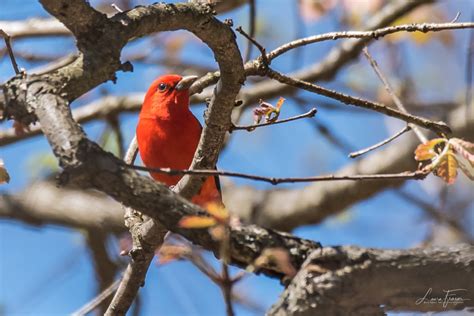 Scarlet Tanager - FeederWatch