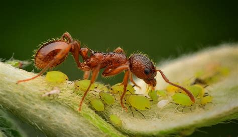 ants-aphids-1092013088 - Hobby Farms