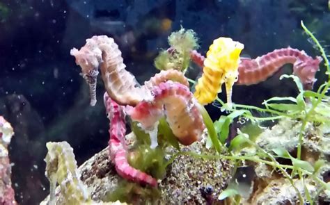 How to Set Up a Seahorse Aquarium - Aquatic Live Food | Aqua Cultured ...