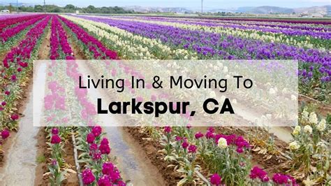 What's Living in Larkspur CA Like? | [2024] ? ULTIMATE Moving to ...