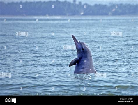 Dolphin watching hi-res stock photography and images - Alamy