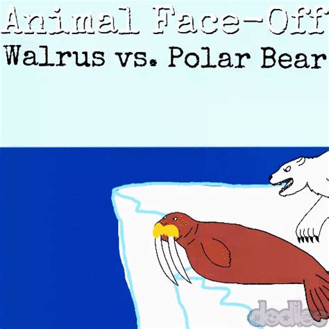 Animal Face Off Walrus vs Polar Bear by DavideoStudio on DeviantArt