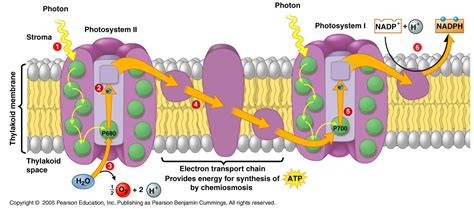 Photosystem 1 And 2 Animation