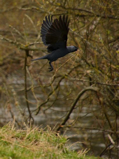 Jackdaw Nesting River Clyde Haughhead Blantyre | James Brown | Flickr