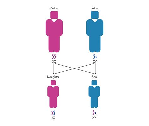 Genetics 101 (Everything You Learned in High School) - Gene Food