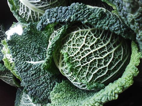 Savoy Cabbage | Recipes from Nash's Organic Produce