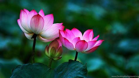 Buddha Lotus Flower Wallpapers - Top Free Buddha Lotus Flower ...