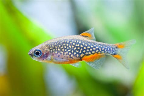 13 Best Fish Species For 10 Gallon Nano Aquarium - Improved Aquariums