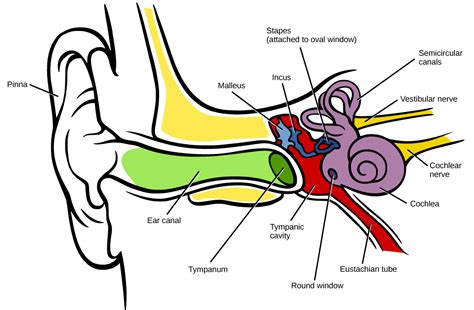 3 Things to Know About the Signal Path of the Auditory System — Pro Audio Files