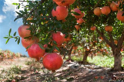 How to Grow Pomegranate Trees | Gardener’s Path