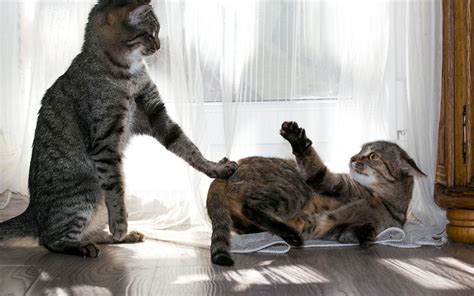 Is Your Cat a Bully? | Happy Cats Haven