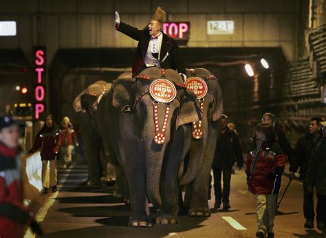 NYC Council Votes to Ban Use of Wild Animals in Circus Performances ...