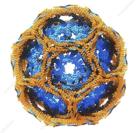 Clathrin lattice, molecular model - Stock Image - C015/6788 - Science ...