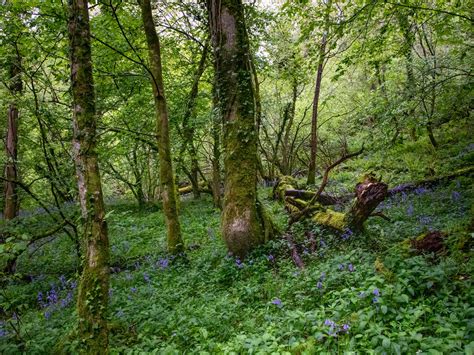 The circular Ebbor Gorge walk - She walks in England