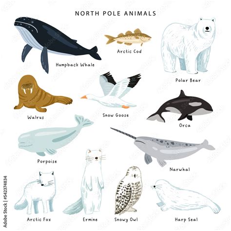 Vector north pole animal collections. North pole animals poster, isolated objects. Polar bear ...