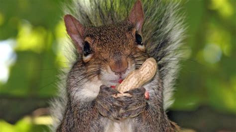 Ardilla | Squirrel funny, Funny squirrel pictures, Squirrel pictures