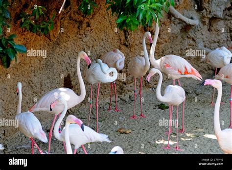 Greater Flamingos, Fuengirola Zoo (Bioparc), Fuengirola, Costa del Sol, Malaga Province ...