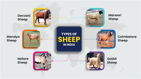 Ultimate Guide to begin Sheep Farming Business in India