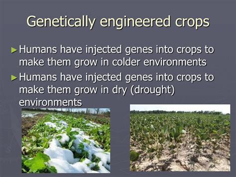 PPT - SELECTIVE BREEDING & GENETIC ENGINEERING PowerPoint Presentation ...