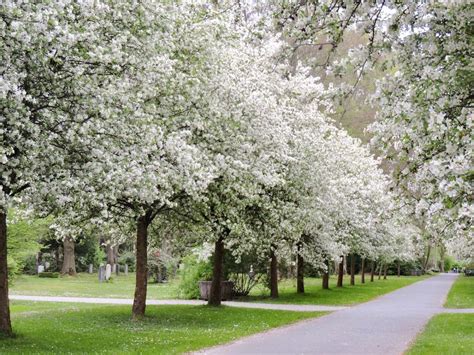 Crab Apple Tree Blossoms