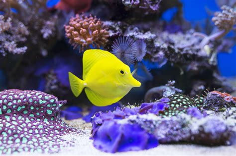 How to Maintain a Healthy and Happy Saltwater Fish Tank - Aquatics World