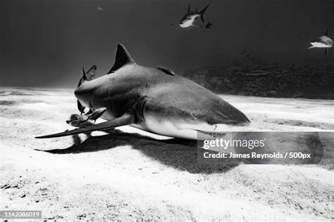 51 Lemon Shark Teeth Stock Photos, High-Res Pictures, and Images - Getty Images