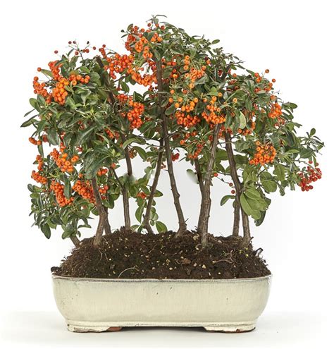 Bonsai and Prebonsai Pyracantha coccinea (Firethorn) — Brycus