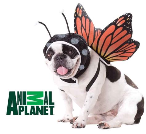 Butterfly Dog Costume - Pet Costume Center