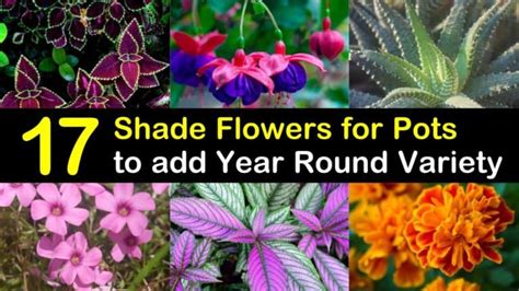 17 Shade Flowers for Pots to add Year Round Variety