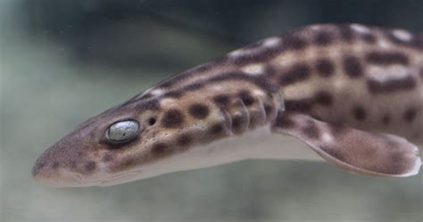 19 Facts About Catsharks - Facts.net