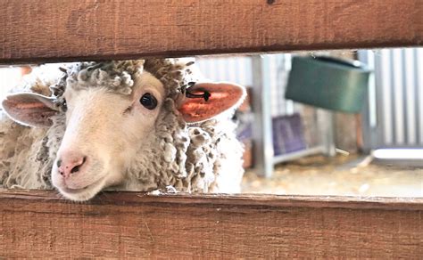 Ekka Animals - It's that time of the year again. Enjoy the show!