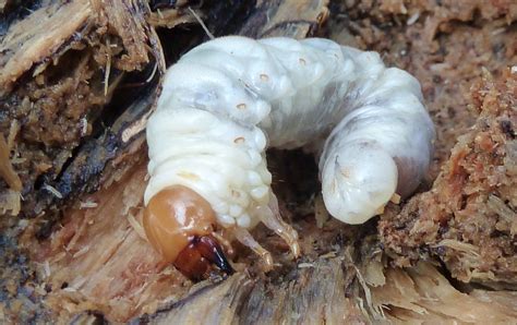 stag beetle larvae | Whiteknights biodiversity