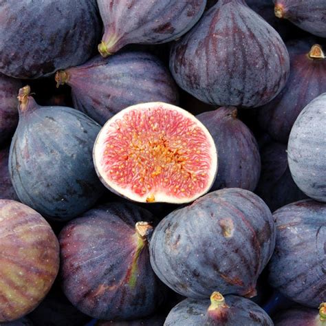 LSU Purple Fig Trees for Sale | BrighterBlooms.com