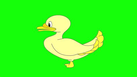 Green Screen Duck Stock Video Footage for Free Download