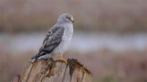 Northern Harrier | Audubon Field Guide