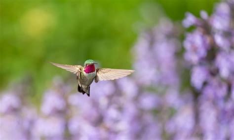 Homemade Suet Bird Feeder - Hummingbird Acres