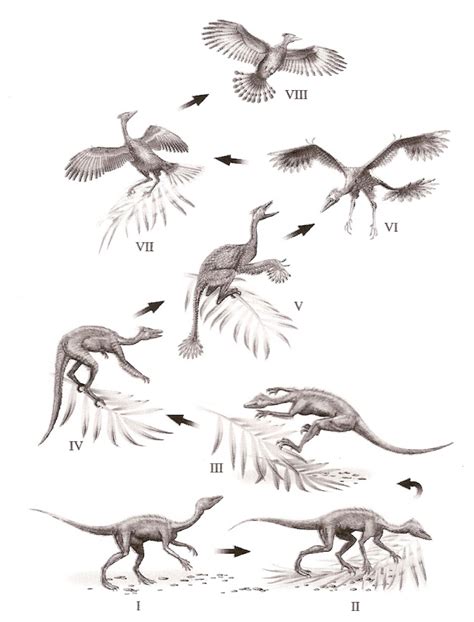 Feather evolution