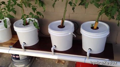 Cheap DIY Bato/Dutch Bucket Hydroponic System - YouTube