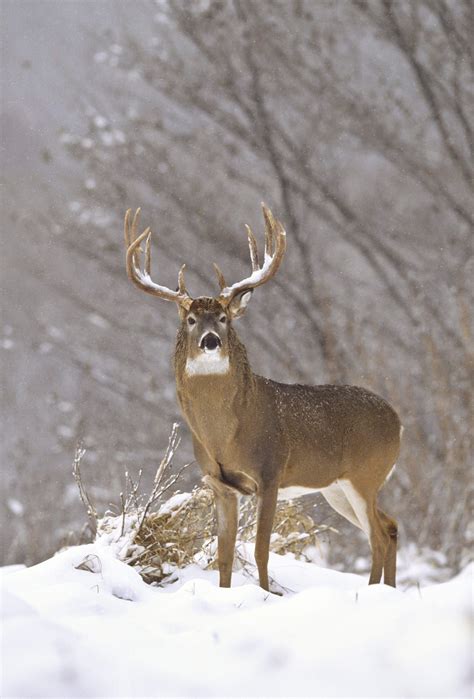 Whitetail buck in winter | Whitetail deer pictures, Deer pictures ...