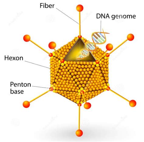 Adenovirus (Ad) as Vaccine-vectors - Creative Biolabs