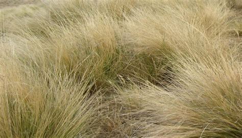 Australia's worst weed serrated tussock comes to town | Dandenong Star Journal