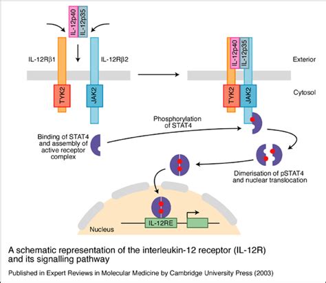 Receptors, Interleukin-12; IL-12 Receptors; Interleukin-12 Receptors