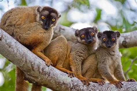 Madagascar Rainforest Animals Facts | RAINFOREST ANIMAL