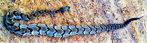 A Canebrake Rattlesnake in Blue, Texas | Bugs In The News