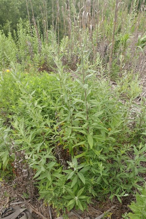 Douglas' Sagewort | Search | Native Plant Hub