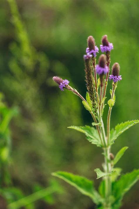 More Than A Meadow Flower: Blue Vervain