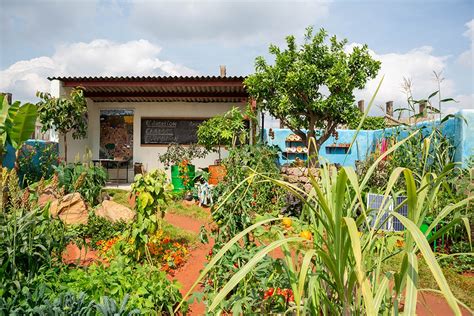 CAMFED African Garden moves to The Eden Project - The English Garden