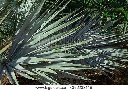 Fan Palm Leaves Park. Image & Photo (Free Trial) | Bigstock